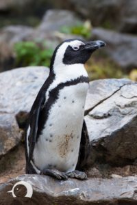 Pinguine-006