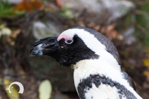 Pinguine-009