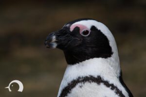 Pinguine-012