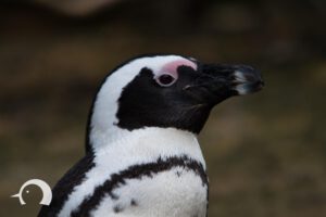 Pinguine-023