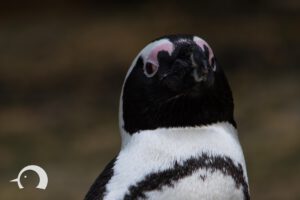 Pinguine-020