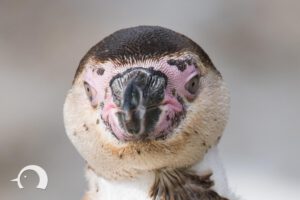 Pinguine-021