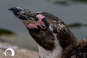 Pinguine-019