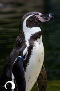 Pinguine-016