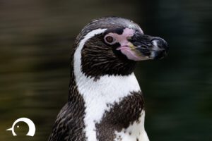 Pinguine-014