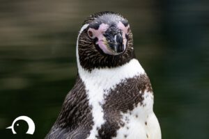 Pinguine-018