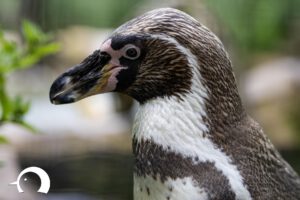 Pinguine-015