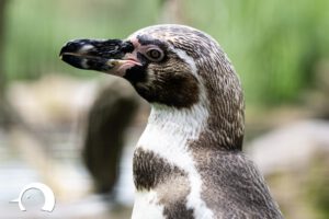 Pinguine-017