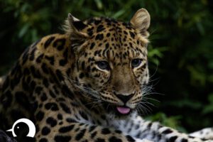 Leoparden-013